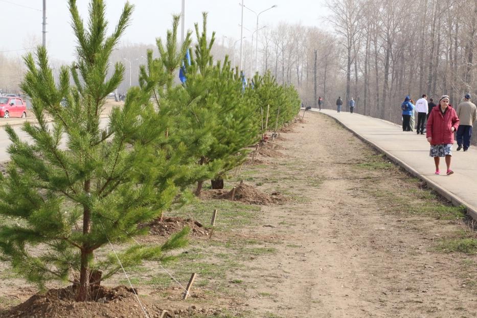 Чтобы было зелено: в Октябрьском районе пройдет акция по высадке деревьев-крупномеров