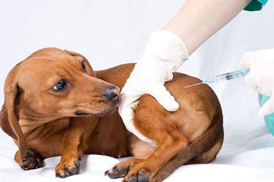 График бесплатной вакцинации кошек и собак против бешенства 