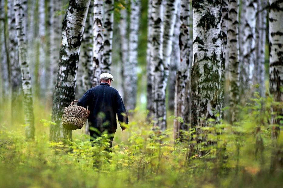 Уходя из дома в лес или на рыбалку, помни правила 