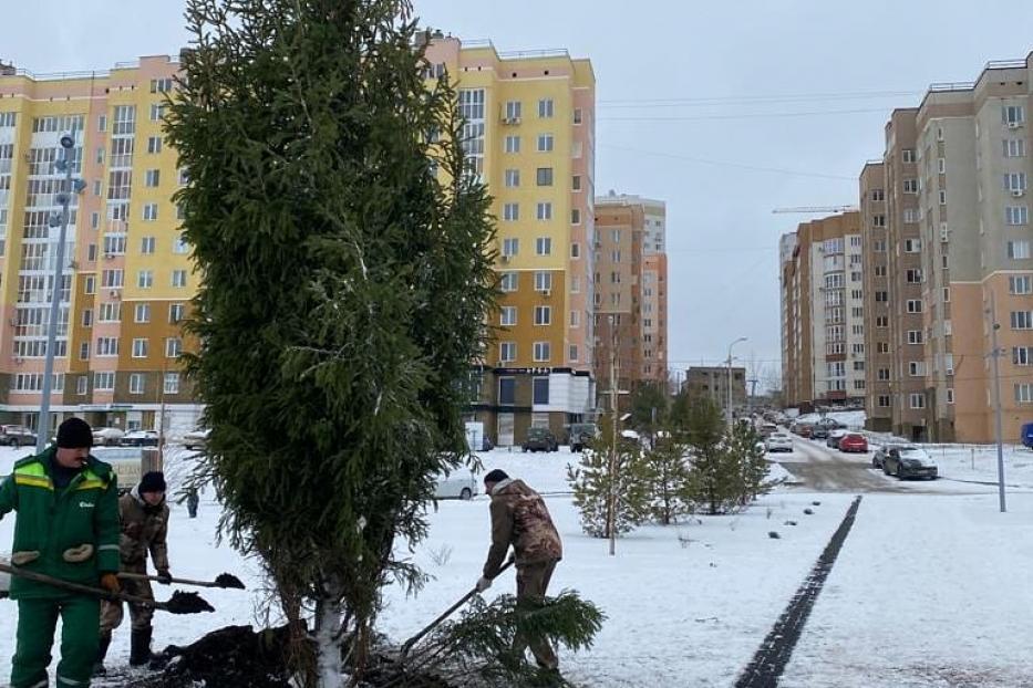 Живая ёлка в парке Южный