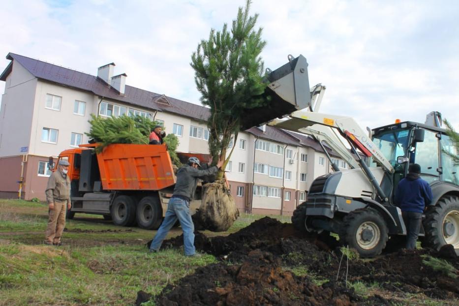 Сажаем сосны по весне