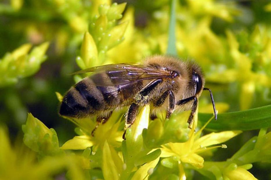 В Уфе пройдет всемирная экологическая акция в защиту пчел