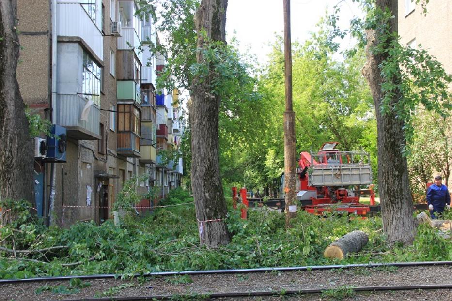 «Прямая линия» помогла оперативно решить вопрос по кронированию деревьев