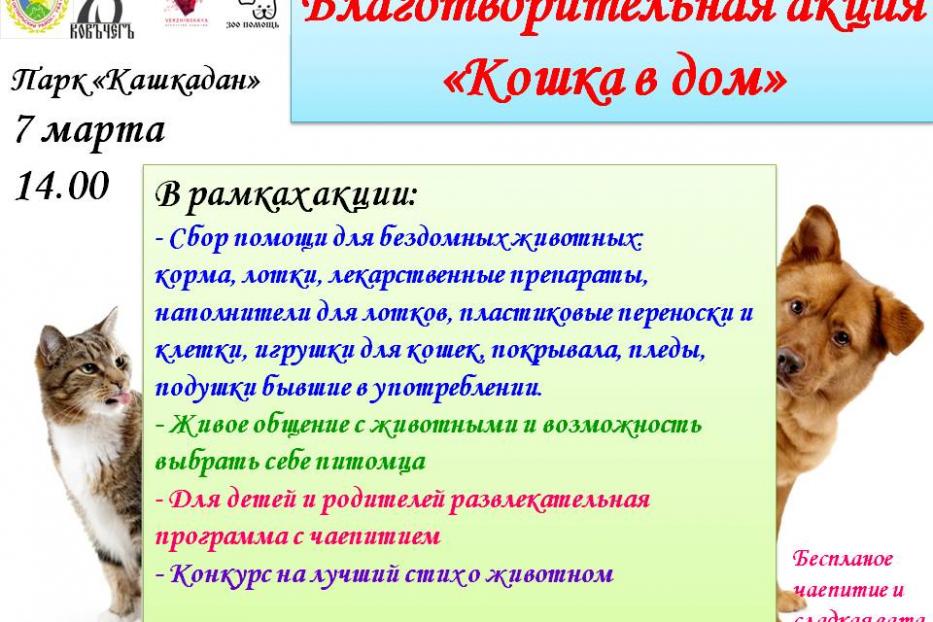 «Усатые-полосатые, ваш выход!»: в Октябрьском районе пройдет благотворительная акция «Кошка в дом»