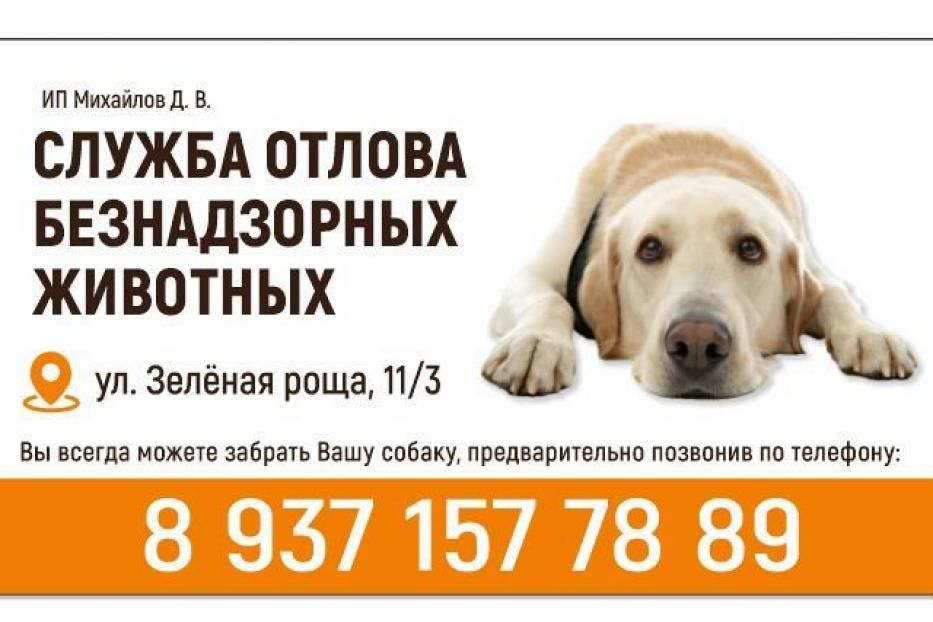  В Кировском районе специальная служба по отлову собак продолжает свою работу