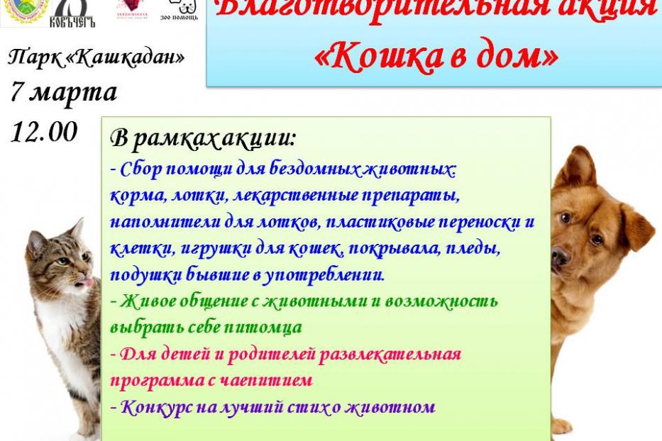 «Усатые-полосатые, ваш выход!»: в Октябрьском районе пройдет благотворительная акция «Кошка в дом»