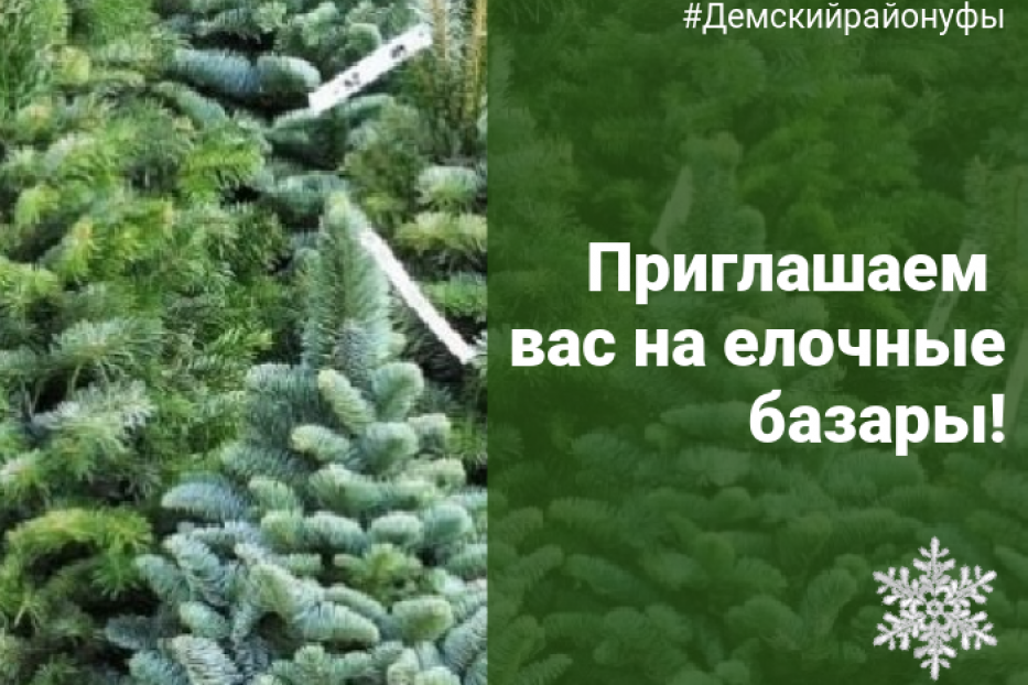 Главный символ праздника: где в Демском районе купить новогоднюю елку 