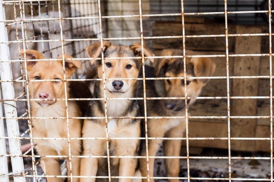 В Демском районе регулярно проводятся рейды по отлову безнадзорных собак
