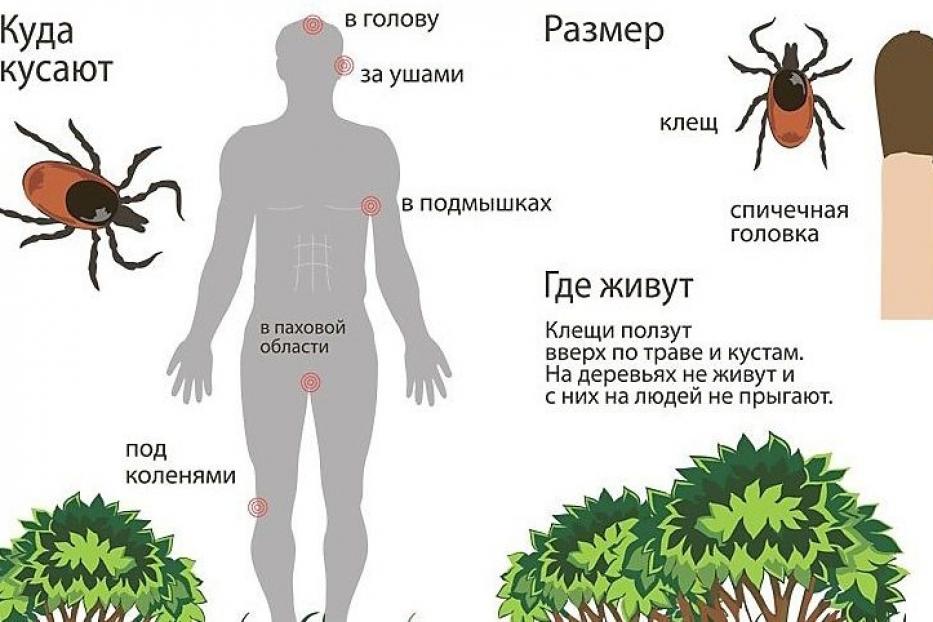 Как не стать жертвой укуса клеща 