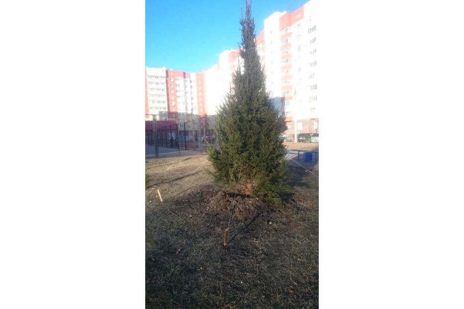 В одном из дворов Демского района посадили новогоднюю елку
