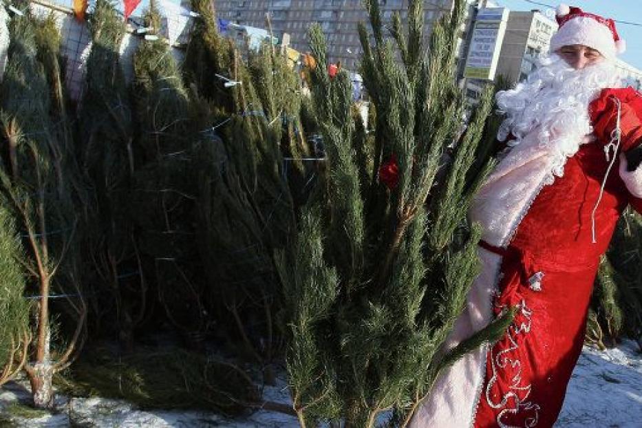 В Советском районе Уфы новогодние ёлки будут продавать на 12 площадках