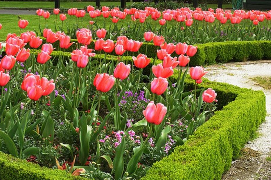 Ко Дню Победы в Уфе зацветут около 400 тысяч тюльпанов