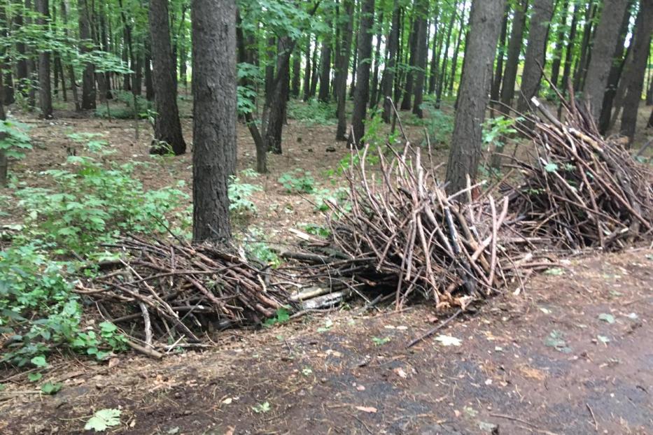 Чтобы было чисто: в Октябрьском районе очистили лес от валежника