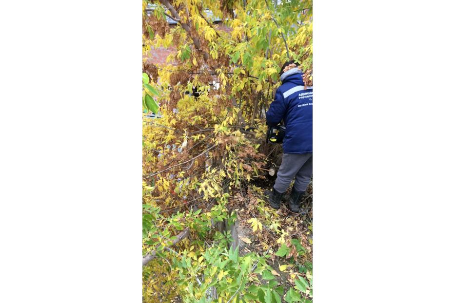 В Кировском районе города Уфы за минувшую неделю снесено 6 аварийных деревьев