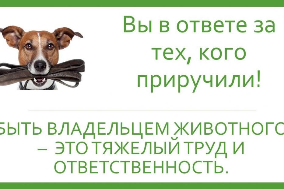 Административная комиссия разъясняет: правила содержания собак!