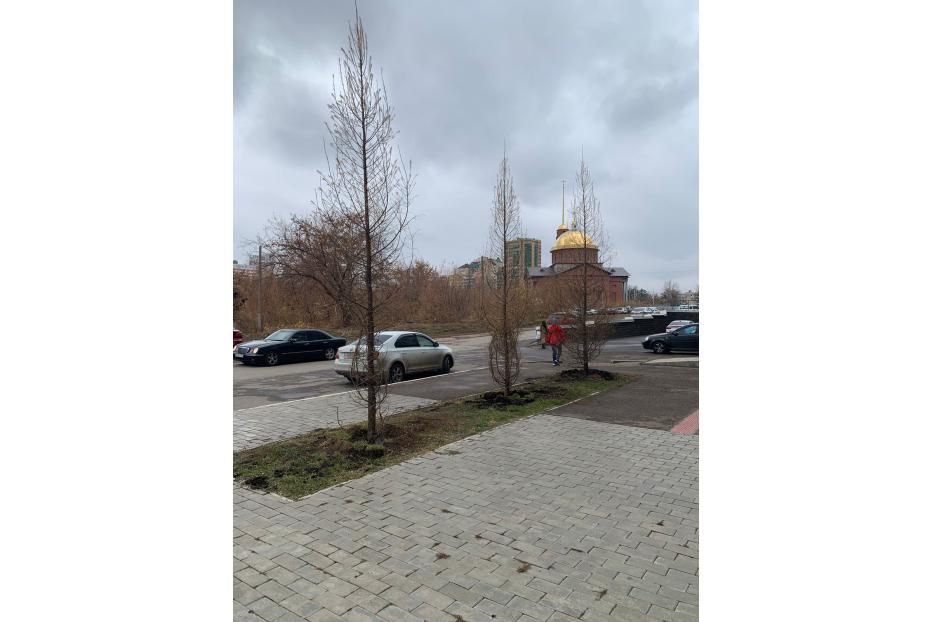 По улице Архитектора Рехмукова посадили лиственницы
