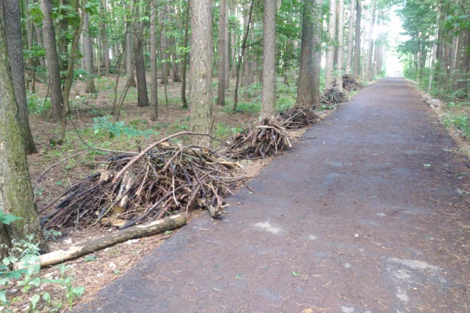 Эко-активисты Октябрьского района очистили лес от валежника 