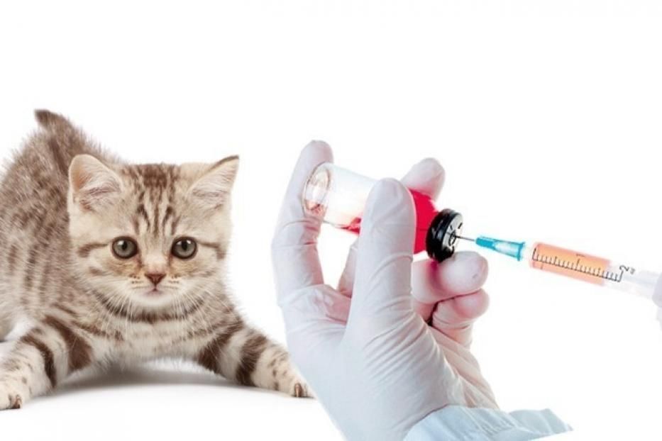 График вакцинации животных от бешенства