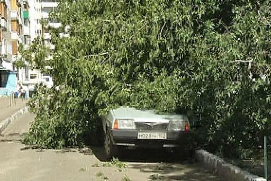 Прогнившее дерево принесло убытки автомобилистам Уфы и едва не стало причиной трагедии