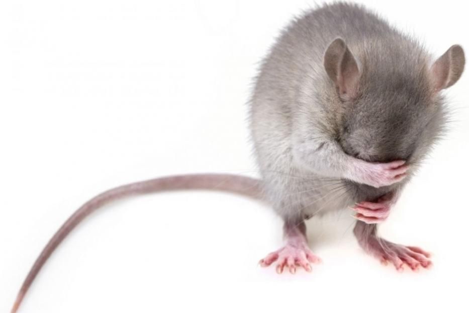  Все что нужно знать о мышиной лихорадке