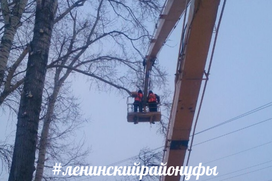В Ленинском районе Уфы проводится омолаживающая подрезка аварийных и перестойных деревьев
