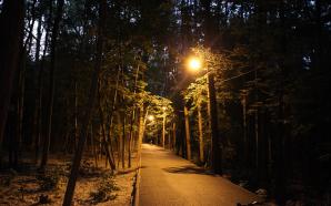 В ночном лесу зажегся свет 