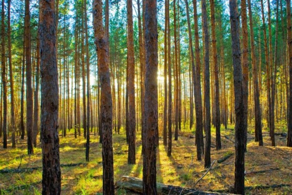 На сайте Министерства лесного хозяйства опубликован график проведения лесных аукционов 