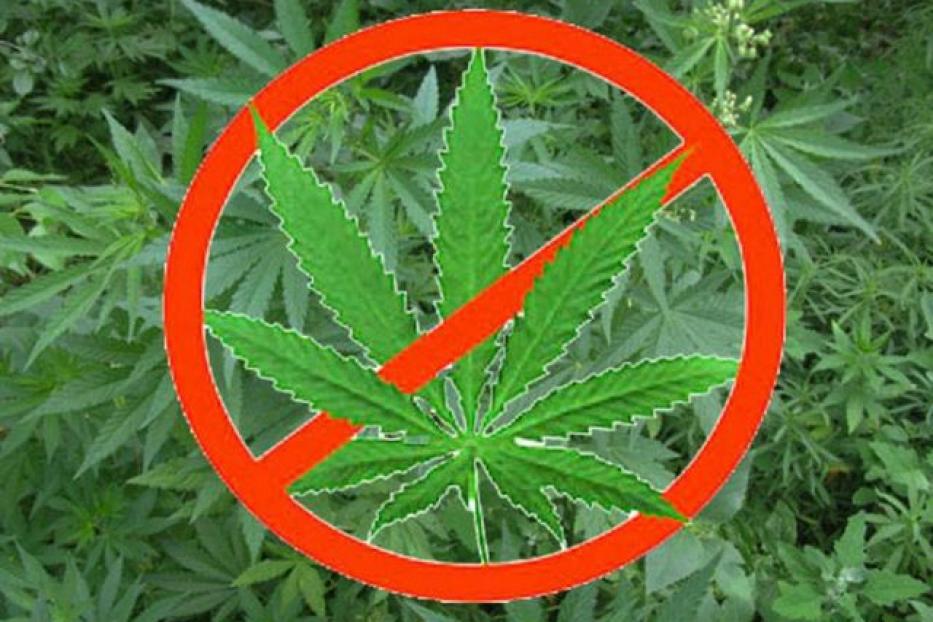 За незаконное культивирование наркосодержащих растений грозит уголовная ответственность 