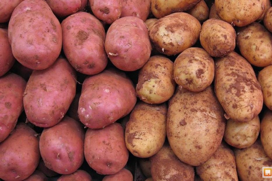 Лекция о выращивании безвирусного картофеля пройдет в Орджоникидзевском районе