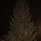 В парке культуры и отдыха «Кашкадан» установлена новогодняя елка