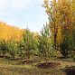 За осень в Уфе планируется высадить более 3 800 деревьев
