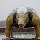 В Уфе заметили огромного медведя