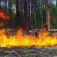 Уфимцам рекомендуют соблюдать правила пожарной безопасности в лесу 